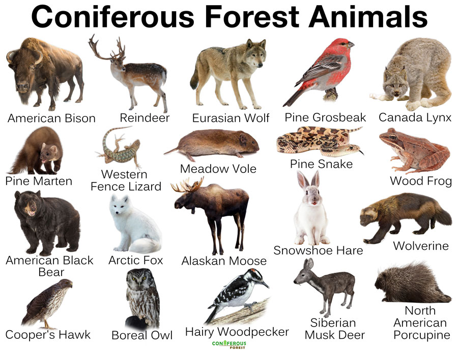 Coniferous Forest Animals