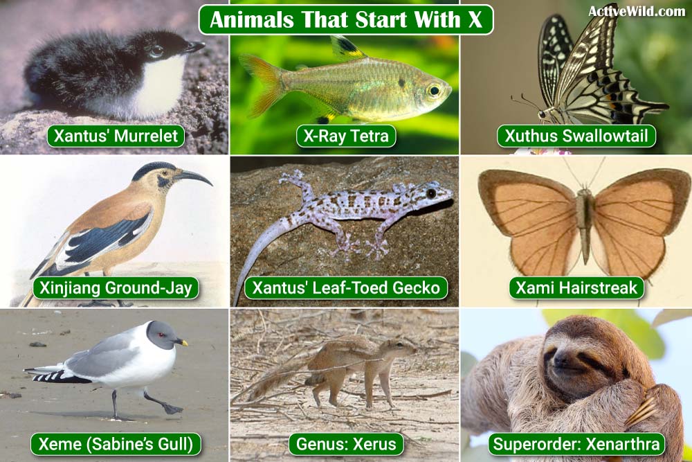 Animals That Start with X